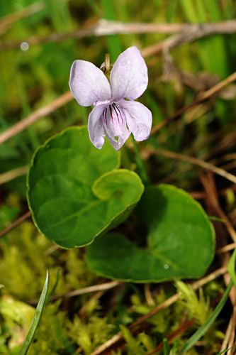 <em>Viola palustris</em>