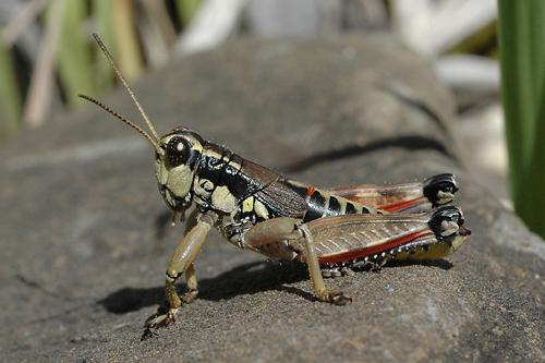 Brown Mountain Grasshopper