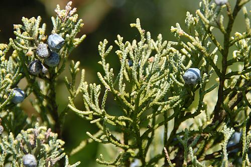 <em>Juniperus sabina</em>