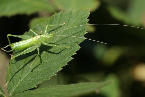 Southern Oak Bush-cricket