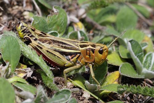 Large Banded Grasshopper