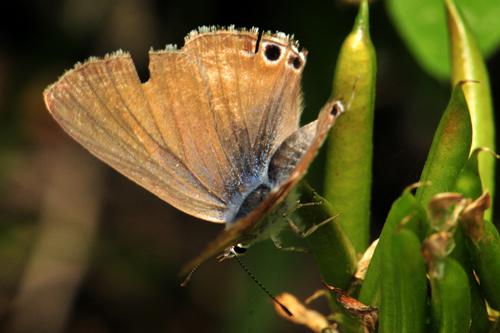 Long-tailed Blue