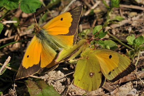 Papilionidae (Swallowtails) & Pieridae (Whites & Yellows)