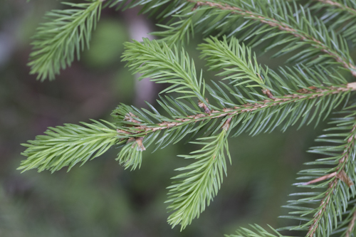 Subalpine spruce & larch-arolla pine wood