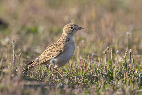 Larks, Pipits & Wagtails