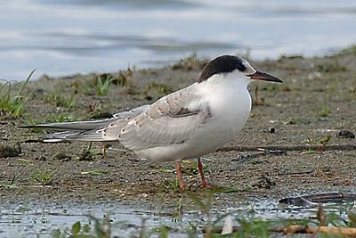 Common Tern