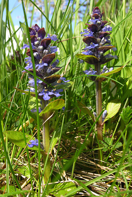 Ajuga reptans