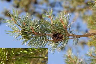 <em>Pinus sylvestris</em>