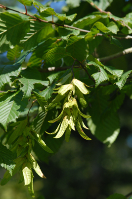 Carpinus betulus