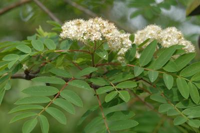 <em>Sorbus aucuparia</em>