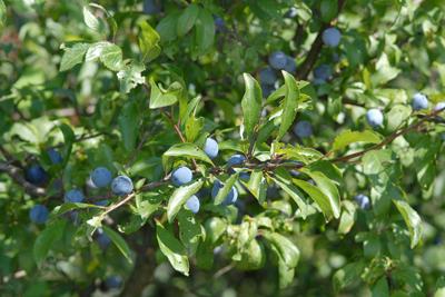 Prunus spinosa