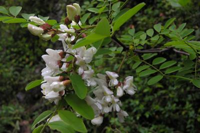 Robinia pseudoacacia