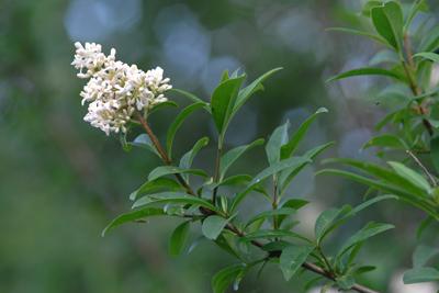 Ligustrum vulgare