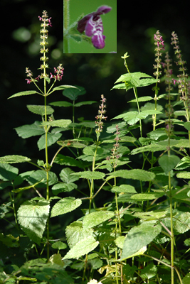 <em>Stachys sylvatica</em>