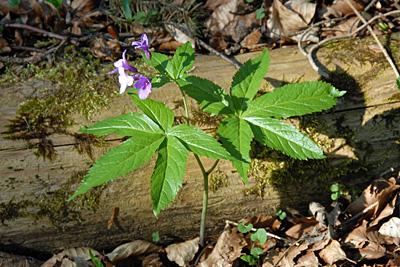 Cardamine pentaphyllos