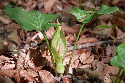 Arum maculatum