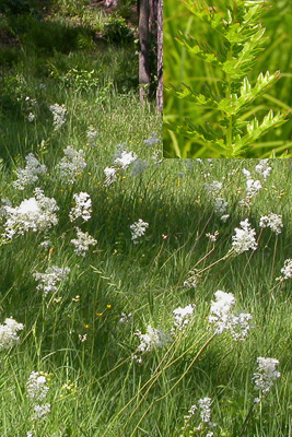 Filipendula vulgaris