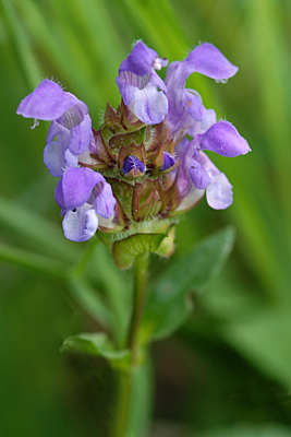 Prunella grandiflora