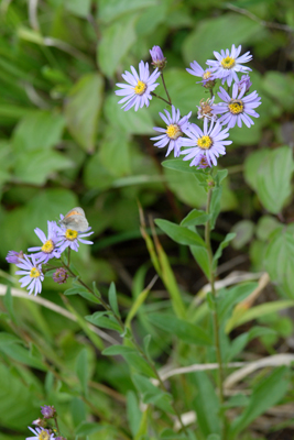 <em>Aster amellus</em>