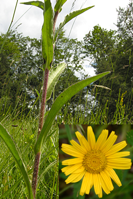 <em>Buphthalmum salicifolium</em>