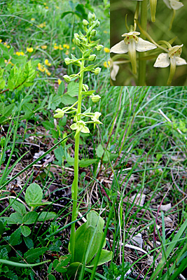 <em>Platanthera chlorantha</em>