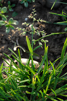 <em>Poa annua</em>