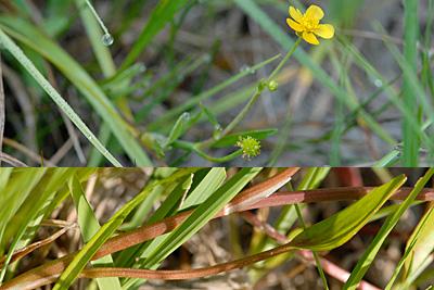 Ranunculus flammula, Kleiner Sumpf-Hahnenfuss, , Renoncule flammette