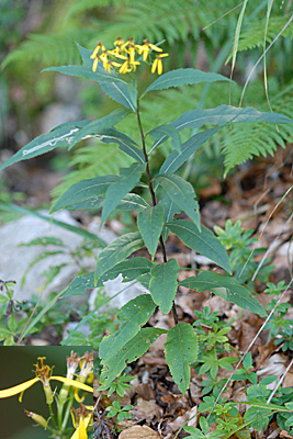 <em>Senecio ovatus</em>