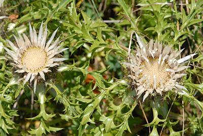 <em>Carlina acaulis subsp. caulescens</em>