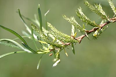 Salix elaeagnos, Lavendel-Weide, , Saule drapé