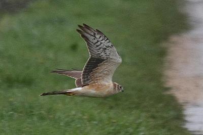 Pallid Harrier