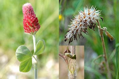 Trifolium incarnatum, Inkarnat-Klee, , Trèfle incarnat