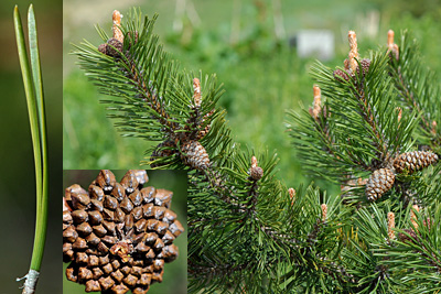 <em>Pinus mugo subsp. uncinata</em>