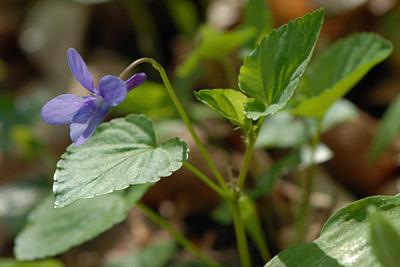 Viola reichenbachiana, Wald-Veilchen, , Violette des forêts