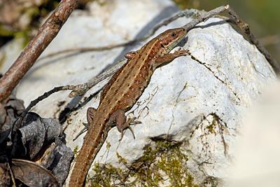Common lizard
