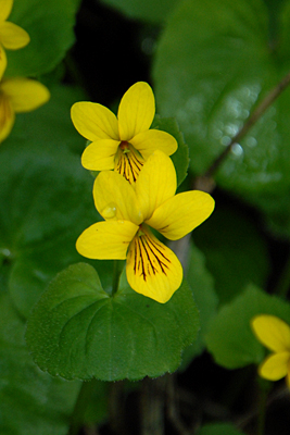 <em>Viola biflora</em>