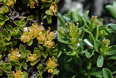 Salix serpyllifolia, Quendelblättrige Weide, , Saule à feuilles de serpolet