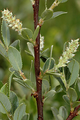 <em>Salix foetida</em>