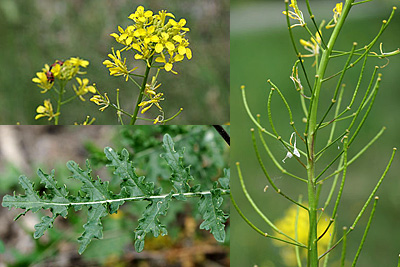 Erucastrum nasturtiifolium, Brunnenkressenblättrige Rampe, , Roquette à feuilles de cresson