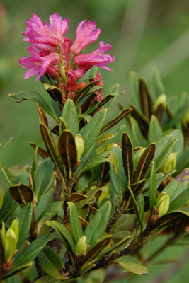 <em>Rhododendron ferrugineum</em>