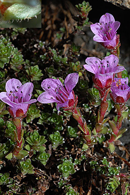 <em>Saxifraga oppositifolia</em>