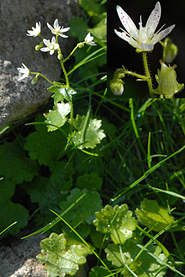 <em>Saxifraga rotundifolia</em>