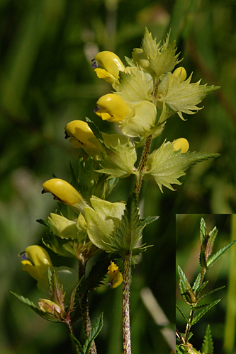 <em>Rhinanthus glacialis</em>