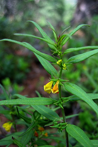 <em>Melampyrum sylvaticum</em>