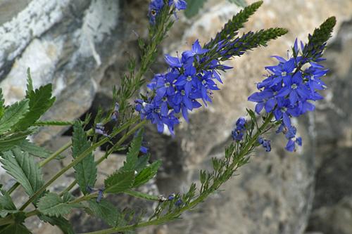 Veronica teucrium