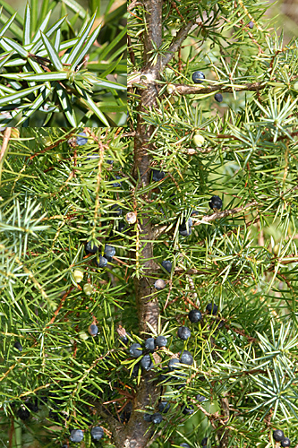 <em>Juniperus communis</em>