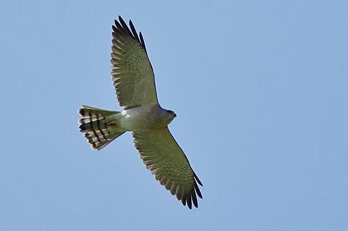 Levant Sparrowhawk