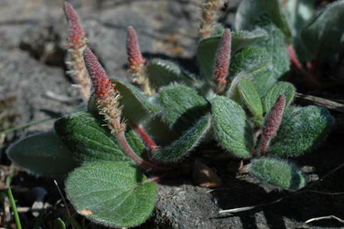 Salix reticulata, Netz-Weide, , Saule réticulé