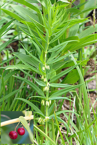 <em>Polygonatum verticillatum</em>