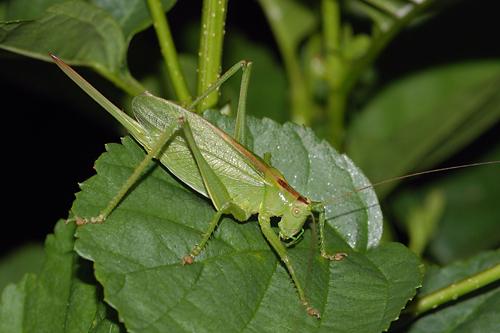 Upland Green Bush-cricket